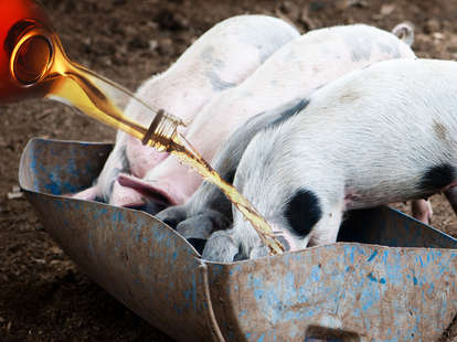 Pouring whiskey into a pigs' trough