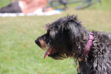 Puppy at Dolores