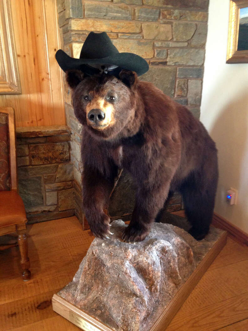 Taxidermied bear with cowboy hat