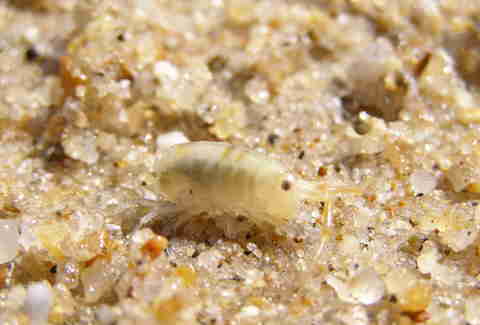 Riptides, Stingrays, Sand Fleas, and Other Things at the Beach Can Ruin ...