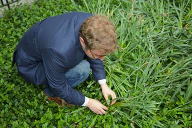 foraging for berries