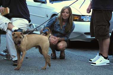dogs
