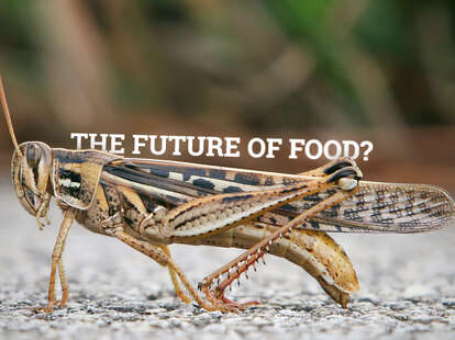 grasshopper
