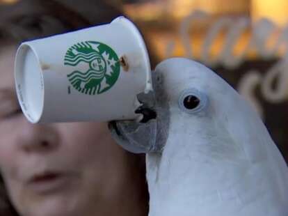 Parrot drinking Starbucks coffee