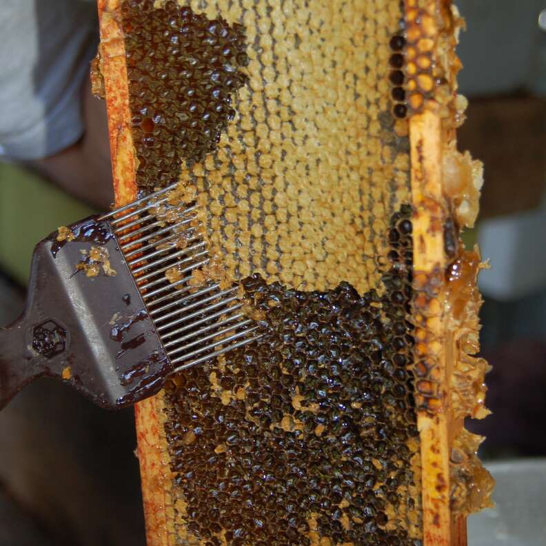 honey