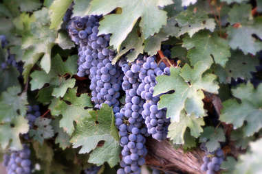 wine grapes