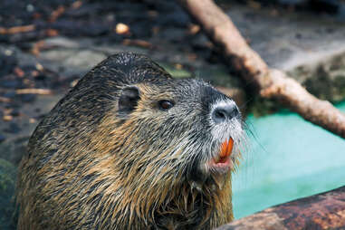 nutria