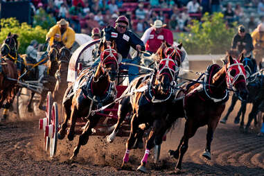 The Calgary Stampede