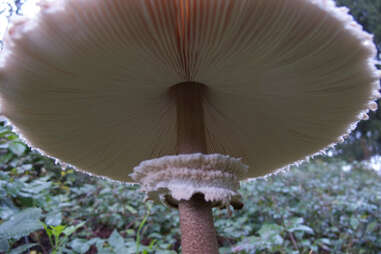 huge mushroom