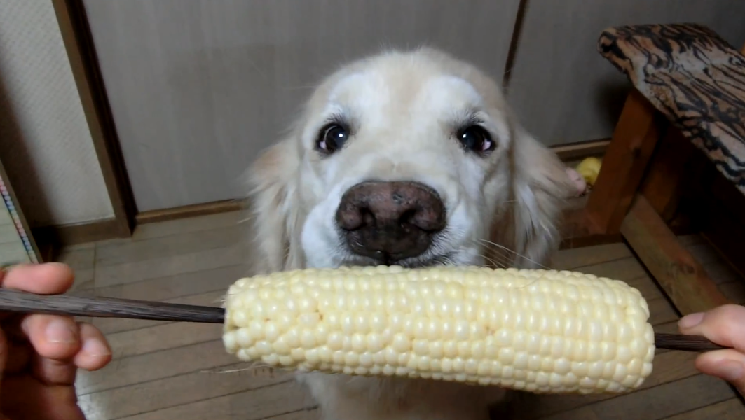 Coco the Golden Retriever Eats Fruits and Vegetables on YouTube Thrillist