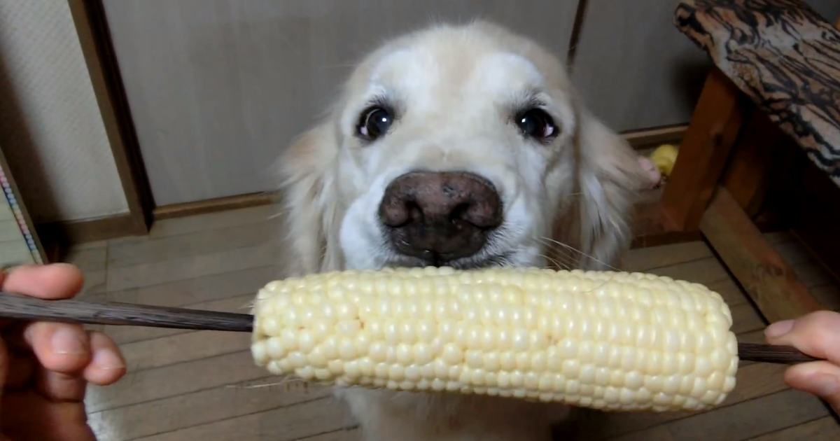 what fruits can golden retrievers eat