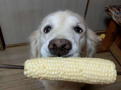Golden retriever eating corn on the cob