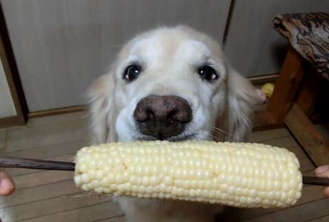 Coco the Golden Retriever Eats Fruits and Vegetables on YouTube - Thrillist