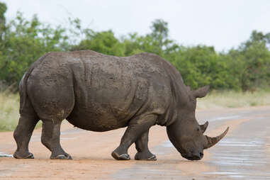 rhino