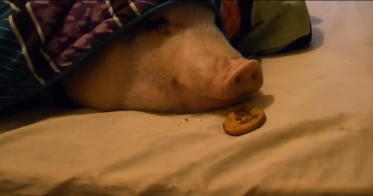 Watch this pig eat a chocolate chip cookie Thrillist