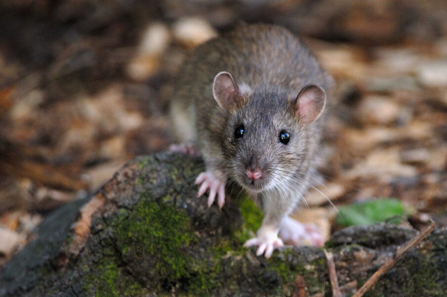 Louvre Rats Tourist Litter Blamed for Invasion of Rats at Louvre Museum Gardens in ...