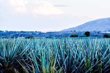 The agave fields at the Hacienda