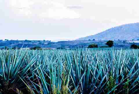 Tequila Herradura - Hacienda San Jose del Refugio - Tequila Producer ...