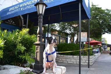 Bread Winner’s Café & Bakery Drinking With Dogs DAL
