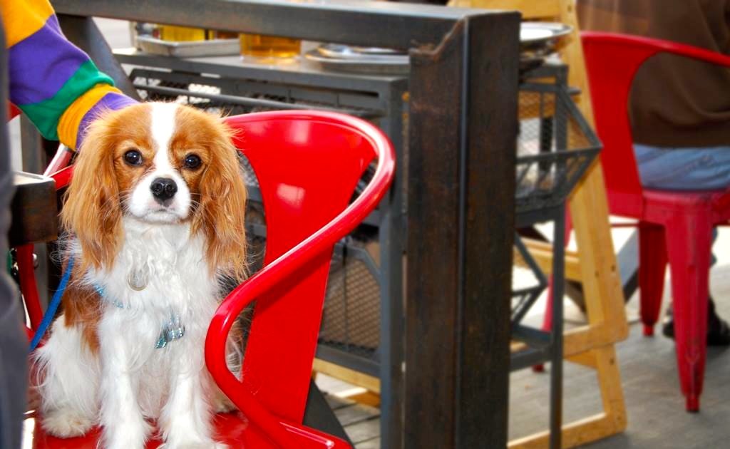 Dog Friendly LA Bars Restaurants Drink Outside With Your Dog Thrillist