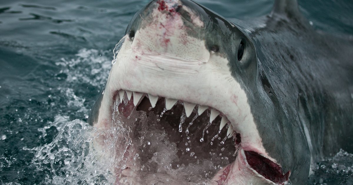 great white shark attacks cape cod kayakers - thrillist
