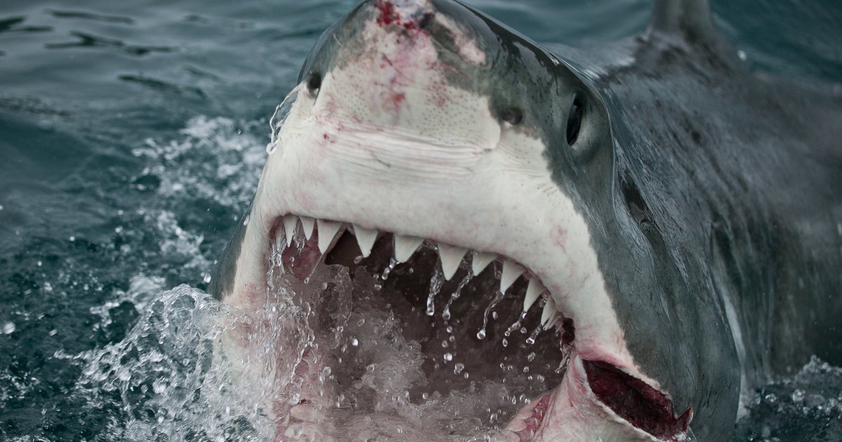 Great White Shark Attacks Cape Cod Kayakers - Thrillist