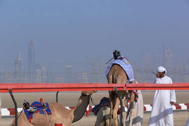 Robot camel racing