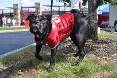 Dog in Jersey