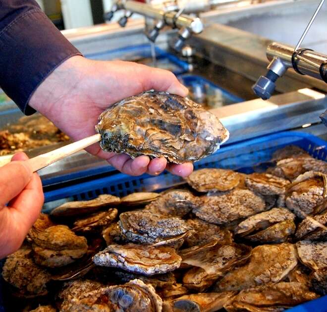 Best Oyster Bars in America Where to Find the Best Raw Oysters Thrillist