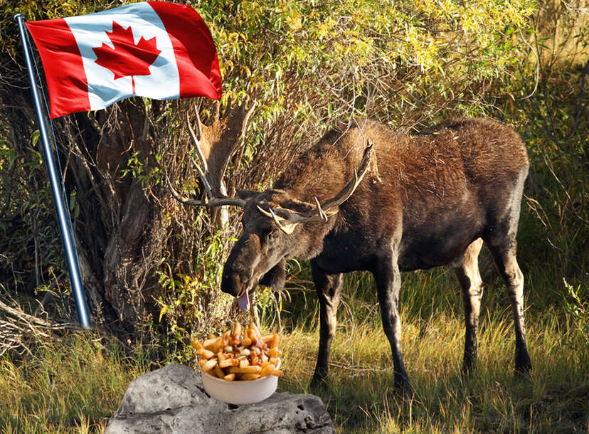 Canadian Moose Porn - 20 Reasons Canada is Way Better Than the US - Thrillist