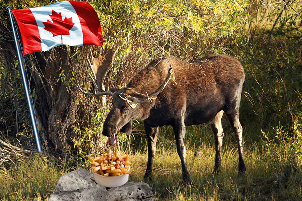 Canadian Moose Porn - 20 Reasons Canada is Way Better Than the US - Thrillist