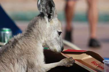 wallaroo eating pizza