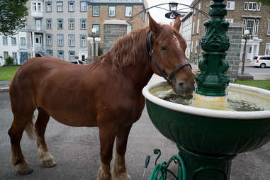 Horse drinking from fountain