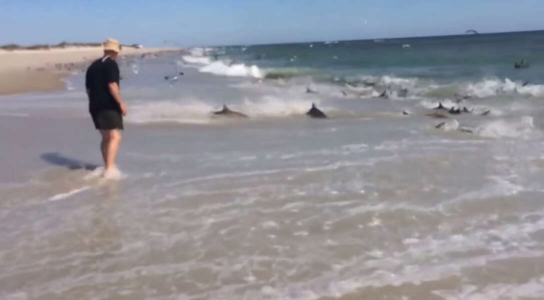 Outer Banks Shark Video Is Absolutely Terrifying Thrillist