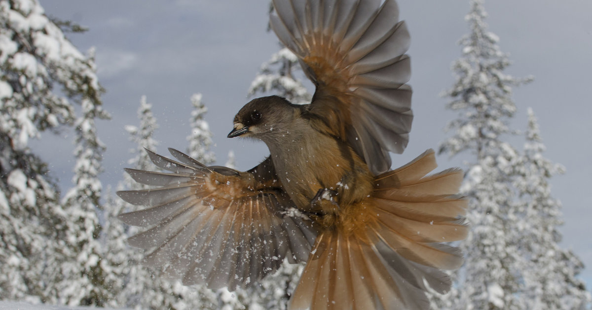 Winners of the Natural History Museum's 2014 Wildlife Photographer of