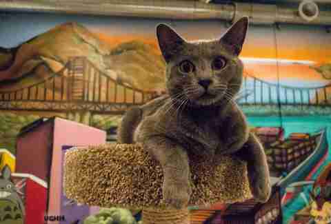 Cat Town Cafe Oakland SF Bay Area Cat Cafe Things to Cat Town Cafe Oakland SF Bay Area Cat Cafe Things to