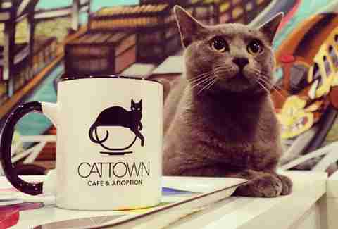  Cat  Town Cafe  Oakland SF Bay Area Cat  Cafe  Things to 