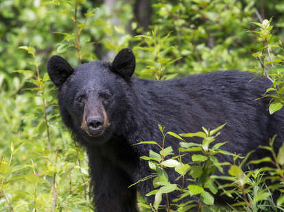 The Alpine row over 'problem bears