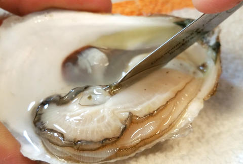 How to Shuck an Oyster - Use a Shucking Knife Without Injuring Yourself ...