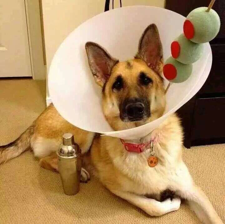 Martini dog