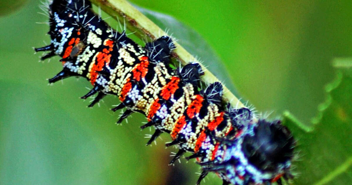 12 bugs you can eat abroad - Thrillist