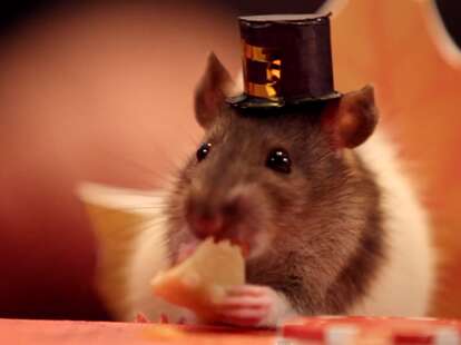 Hamster eating tiny piece of pie