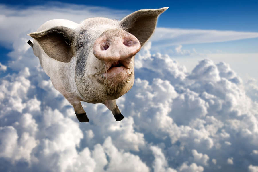 Pig poops all over plane, gets booted off US Airways flight from