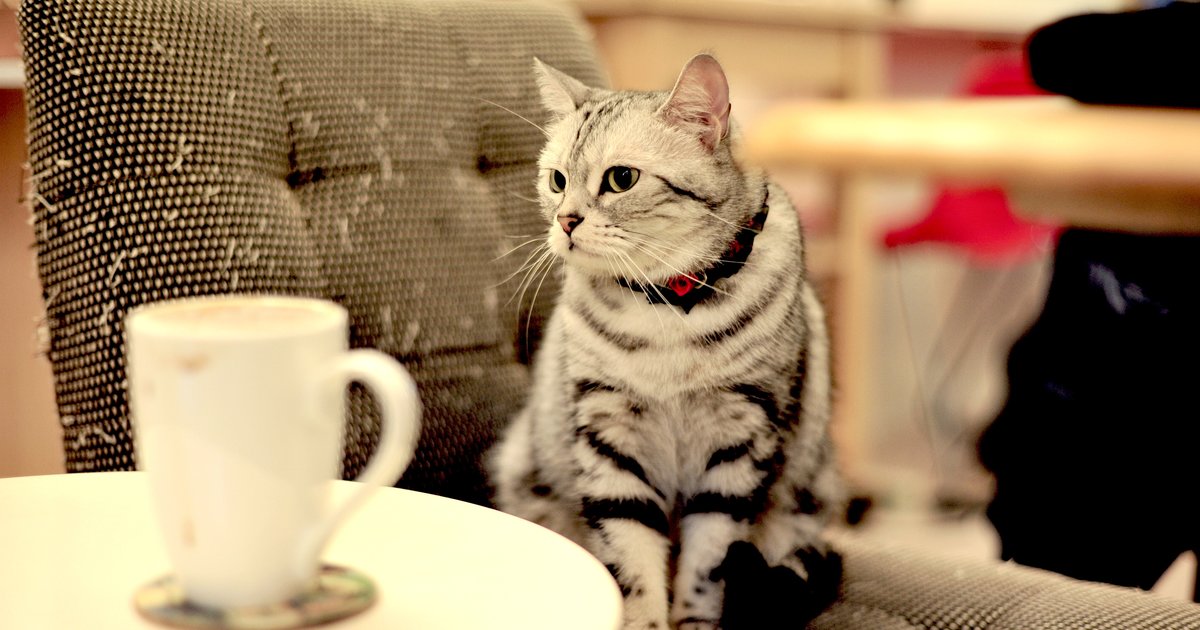  Cat  Cafe  Taking Reservations Today Meow Parlour Thrillist