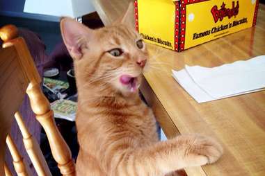 Cat with Bojangles' box