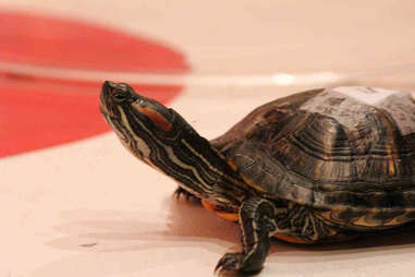 turtle races