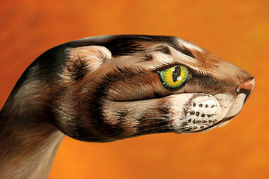 Artist Turned Hands Into Animals - Guido Daniele NYC - Thrillist