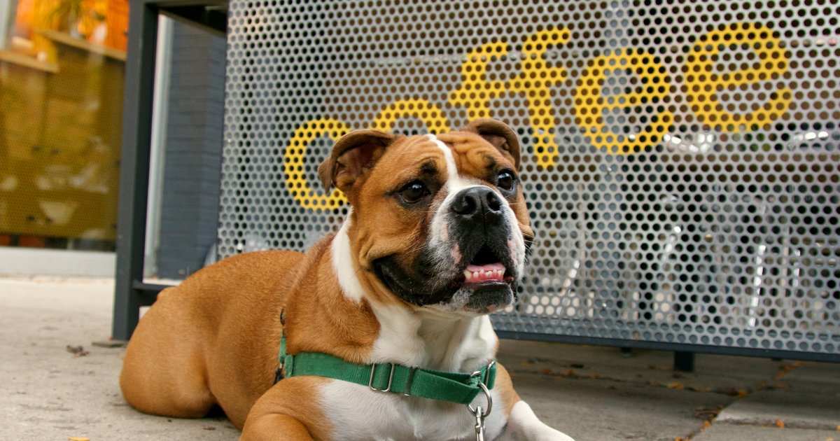 New York Dog Cafe Might Be A Thing Thrillist