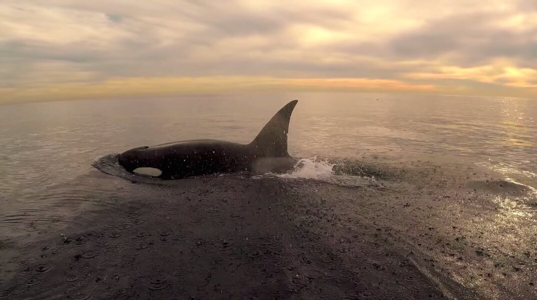 Video Of Paddle Boarder Richard German's Close Encounter With Orcas ...