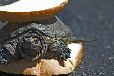 turtle sandwich